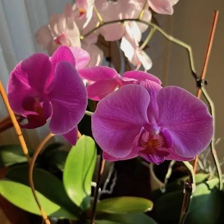 Amazing Snow Apartmán *