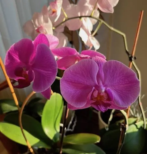 Amazing Snow Apartament *